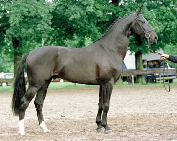 Deckhengst Pyriet (Koninklijk Warmbloed Paardenstamboek Nederland (KWPN), 1997, von Ferro)