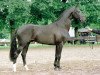 stallion Pyriet (KWPN (Royal Dutch Sporthorse), 1997, from Ferro)