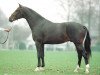 stallion Paddox (Dutch Warmblood, 1997, from Ferro)
