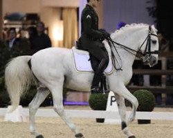 dressage horse Signo Dos Pinhais (Lusitano, 1998, from Zique)