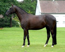 broodmare Fine Lady (Westphalian, 2013, from First Selection)