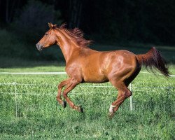 broodmare Sandokana (Hanoverian, 2014, from Stakkato)