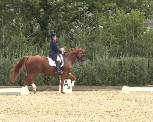 Reitturnier Deitingen 2019