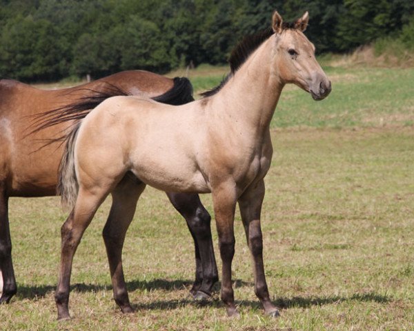 stallion GH Just As I Am (Quarter Horse, 2016, from Dun It On The QT)
