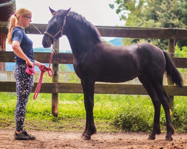 Pferd Friesian filly Agatha (Friese, 2016, von Aan 416)