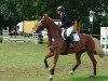 dressage horse Sindibad (Czech Warmblood, 2004, from Silvio II)