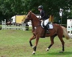 dressage horse Sindibad (Czech Warmblood, 2004, from Silvio II)