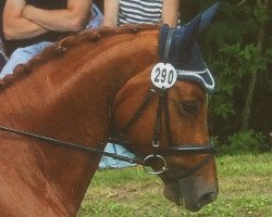 Dressurpferd Helios 176 (Trakehner, 2010, von Münchhausen)