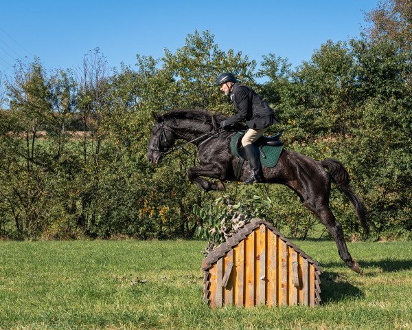 jumper Chocolate 94 (Oldenburg, 2010, from Canoso)