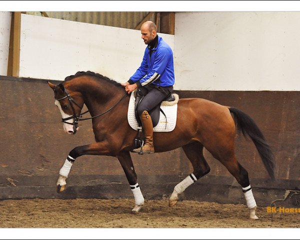 broodmare Exclusive (KWPN (Royal Dutch Sporthorse), 2009, from Glock's Johnson Tn)