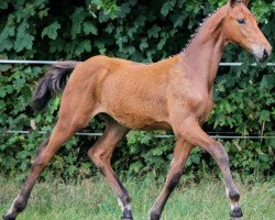 dressage horse Neymar 7 (Holsteiner, 2014, from Numero Uno)