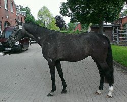 broodmare Cejana (Holsteiner, 2010, from Clearway)