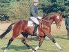 stallion Pommery (Hanoverian, 1991, from Pik Bube I)