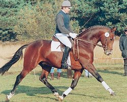 stallion Pommery (Hanoverian, 1991, from Pik Bube I)