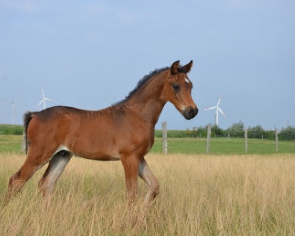 dressage horse Coole Socke (German Riding Pony, 2014, from Calido G)