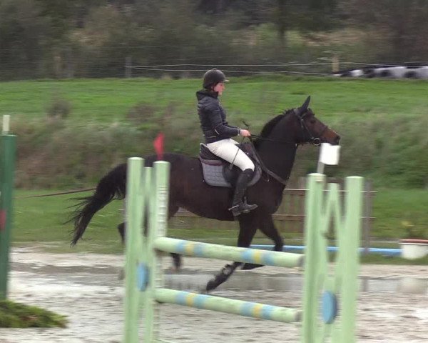 Reitturnier Schülp / Rendsburg 2019