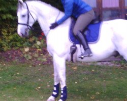 jumper Kojak 21 (German Sport Horse, 2003, from Kolibri 2705)