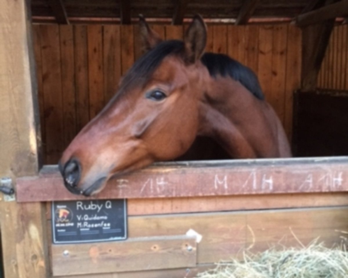 dressage horse Ruby H (German Warmblood, 2010, from Quidamo)