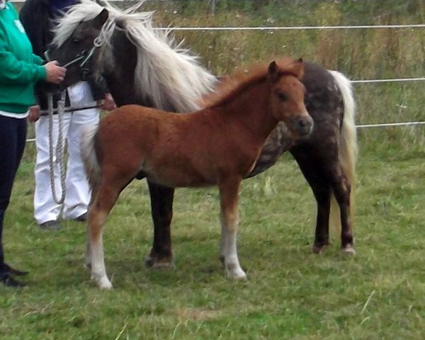 Pferd Dandy Boy vom Sipplhof (Shetland Pony, 2016, von Daan van de Bekkenkamp)