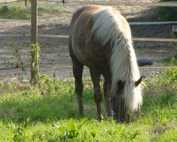 horse Nadine (Haflinger, 2012, from Albano)