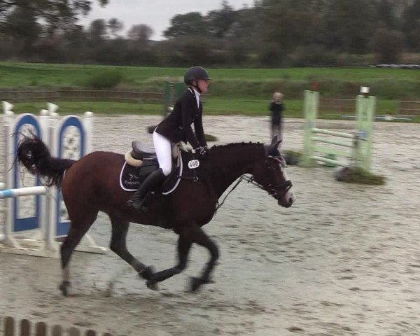 Reitturnier Schülp / Rendsburg 2019