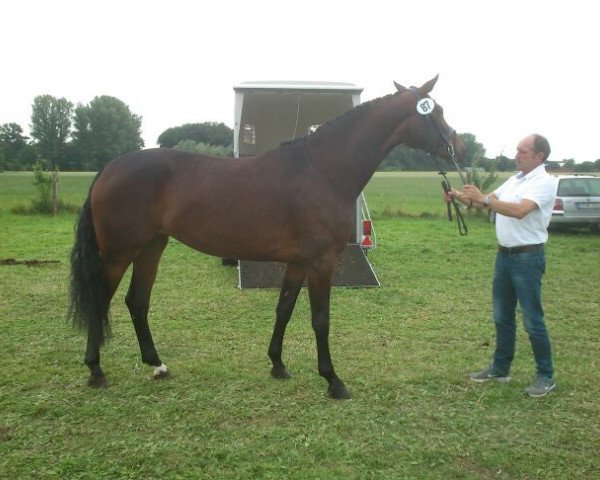 broodmare Liebeskind 4 (Westphalian, 2010, from Lord Loxley I)