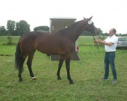 Zuchtstute Liebeskind 4 (Westfale, 2010, von Lord Loxley I)