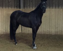 dressage horse Donna La Diva (Hanoverian, 2013, from Don Index)