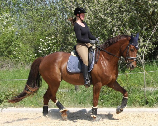 broodmare La Fina Rocco (Westphalian, 2007, from Floresco NRW)