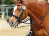 dressage horse Larome 33 (Zweibrücken, 2004, from Lucio Silla xx)