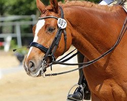 dressage horse Larome 33 (Zweibrücken, 2004, from Lucio Silla xx)