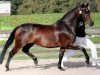 broodmare Saphira 108 (Württemberger, 2006, from Sunny Day)