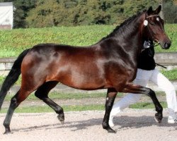 broodmare Saphira 108 (Württemberger, 2006, from Sunny Day)