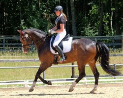 dressage horse Dakkar M (Württemberger, 2009, from Birkhofs Denario)