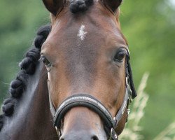 jumper Der kleine Prinz 25 (German Riding Pony, 2012, from Dressman III)