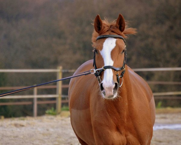 broodmare De La Luna 8 (Hanoverian, 2002, from De Niro)