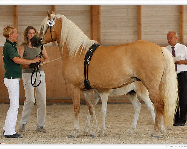 Zuchtstute Aura I (Haflinger, 2001, von Ammersee)