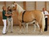 broodmare Aura I (Haflinger, 2001, from Ammersee)