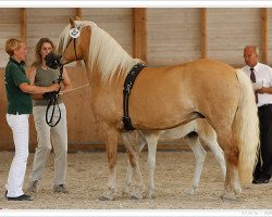 Zuchtstute Aura I (Haflinger, 2001, von Ammersee)