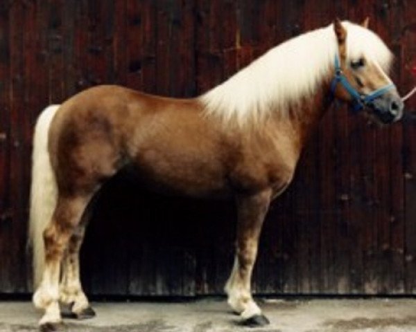 stallion 1438 Winzer (Haflinger, 1983, from 1295 Wildmoos)