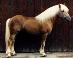 Deckhengst 1438 Winzer (Haflinger, 1983, von 1295 Wildmoos)