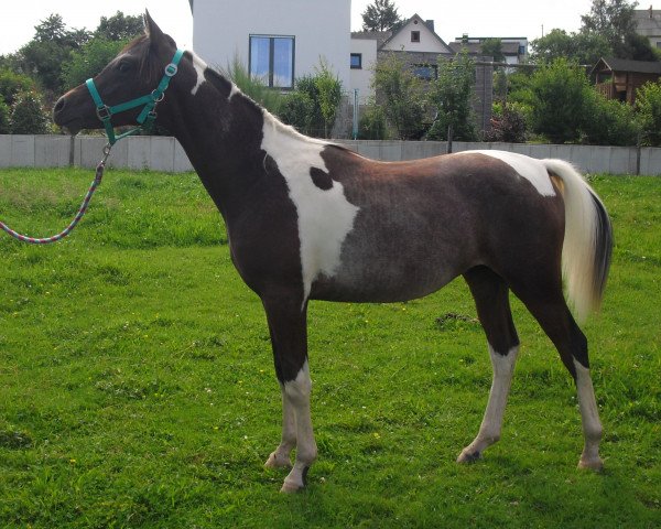 stallion Rastan (Arab half breed / Partbred, 2015)