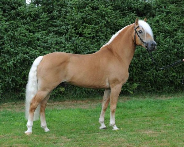 stallion Aquarin (Haflinger, 1996, from 1338 Afghan II)