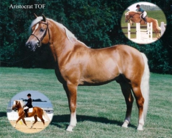 horse Aristokrat (Haflinger, 2001, from Aquarin)