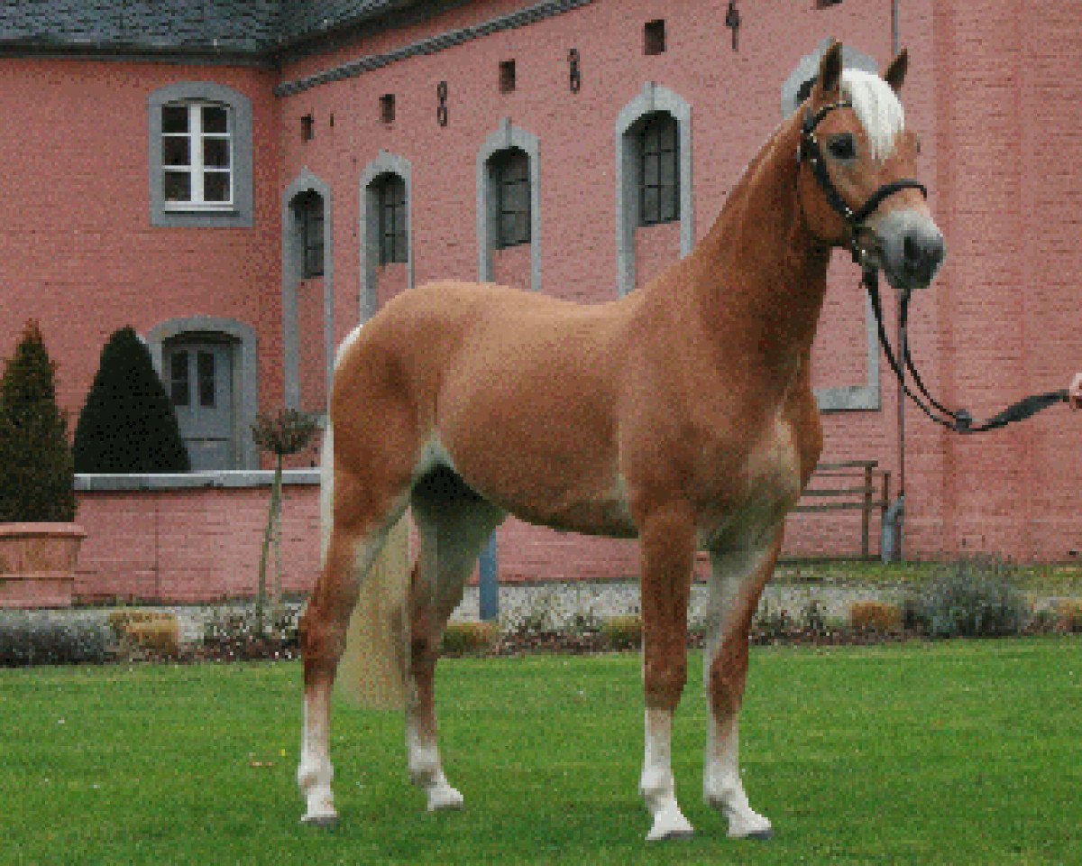 stallion Auryn (Haflinger, 2007, from Aristokrat)