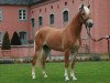 stallion Auryn (Haflinger, 2007, from Aristokrat)