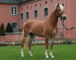 Deckhengst Auryn (Haflinger, 2007, von Aristokrat)