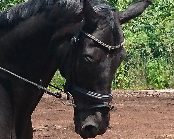 broodmare Sunny Girl 51 (Oldenburg, 2005, from Smetana)