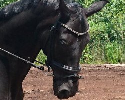 broodmare Sunny Girl 51 (Oldenburg, 2005, from Smetana)