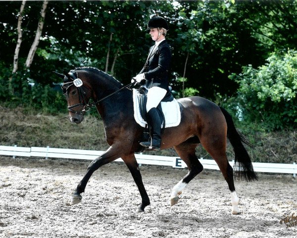 dressage horse Stute von Destano (Hanoverian, 2012, from Destano)